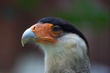 Northern crested caracara (Caracara cheriway).