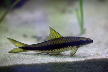 Red-algae eater (Crossocheilus langei).