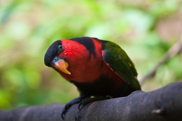 Black-capped lory (Lorius lory erythrothorax)