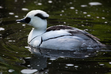 Smew (Mergellus albellus).