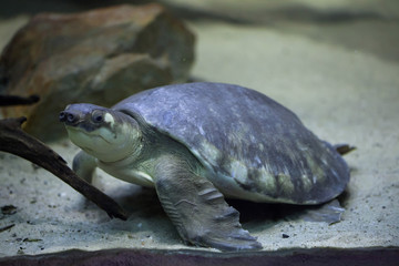 Obraz premium Pig-nosed turtle (Carettochelys insculpta)