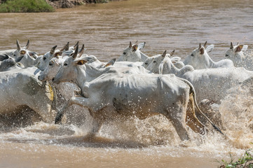 Nelore cows in Brazil