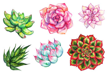 Watercolor succulent cactus flower plant hand drawn set isolated