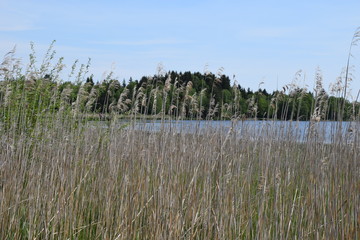 Schilf und Gras am Rand eines Sees