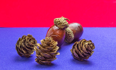 pine cone with acorn on blue and red background