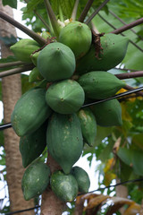 raw papaya