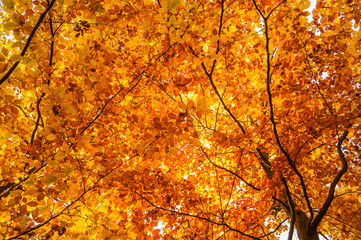Yellow leaves on tree. Autumn wallpaper.