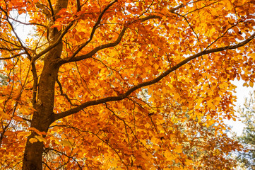 Yellow leaves on tree. Autumn wallpaper.