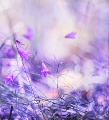Fototapeta na wymiar some flowers gentle lilac bells forest in the natural environment. Artistic rendering, gentle pastel shades. 