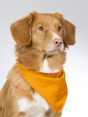 Nova scotia duck tolling retriever portrait. The dog is wearing orange scarf. mage taken in a studio.