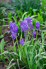 Fototapeta premium Blue flowers in the garden