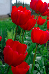 Obraz premium Red tulips in the garden