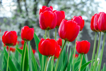 Fototapeta na wymiar Red tulips near tree