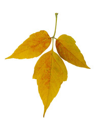 Siberian colorful maple leaves