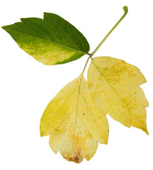 Siberian colorful maple leaves