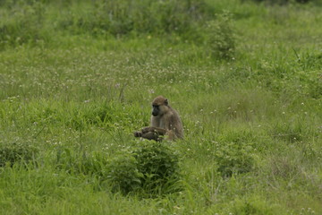 Wild monkey Africa field mammal animal