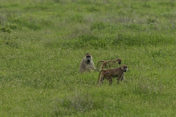 Wild monkey Africa field mammal animal