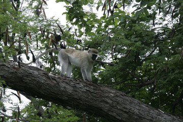 Fototapeta na wymiar Wild monkey Africa field mammal animal