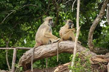 Wild monkey Africa field mammal animal