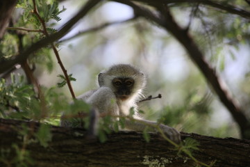Wild monkey Africa field mammal animal