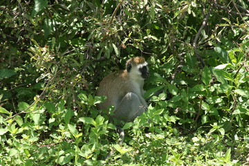 Wild monkey Africa field mammal animal