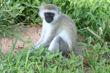 Wild monkey Africa field mammal animal