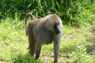 Wild monkey Africa field mammal animal