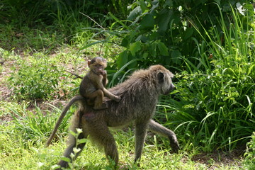 Wild monkey Africa field mammal animal
