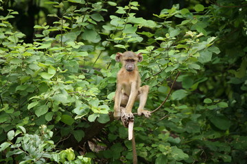 Wild monkey Africa field mammal animal