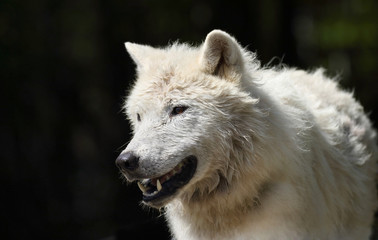 Obraz na płótnie Canvas loup blanc dans les bois