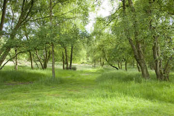 Sunlit pathway between birch trees on Stanton Moor, Derbyshire, UK