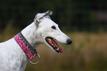 Portrait eines weißen Greyhound