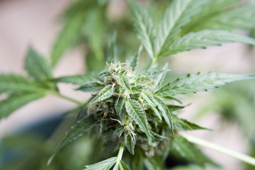 New buds growing on a marijuana plant : Cannabis close up