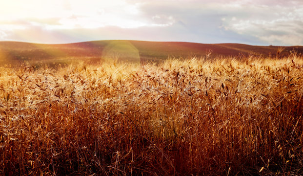 Beautiful wheat field