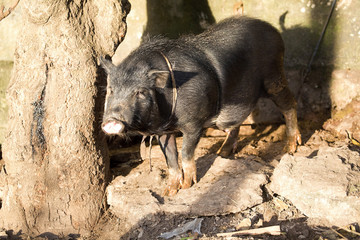 tied domestic swine, Nusa Penida, Indonesia