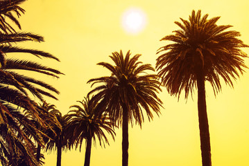 Naklejka na ściany i meble Palm trees at sunset sky background. applied toning