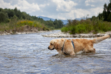 Golden retriever dog having good time in the river , summer time