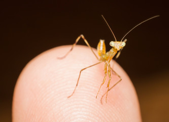 macro shot of praying mantis.