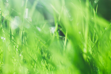 Grass texture on the morning light. 