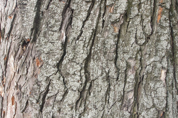 The texture of a tree trunk close-up