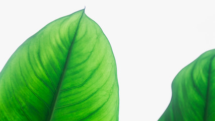 Texture of green leaves. 