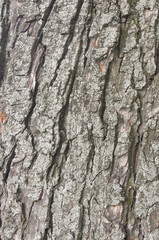 The texture of a tree trunk close-up