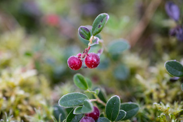 Frozen cowberries in the morning forest