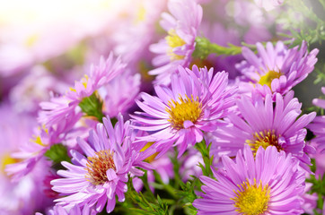 Fototapeta premium Violet Asters