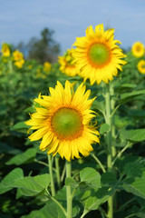 Fototapeta premium Sunflowers