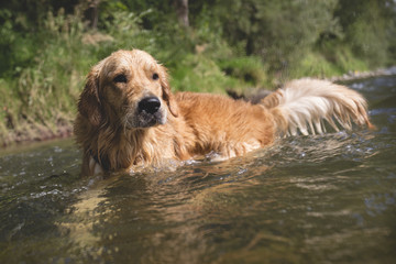 Golden retriever dog having good time in the river , summer time