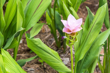 Obraz premium Fancy siam tulip flowers (Curcuma alismatifolia) in garden.
