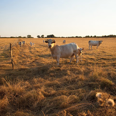 Vache dans les champs en France