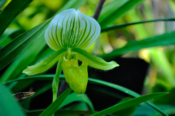 Tropical Pitcher Plant