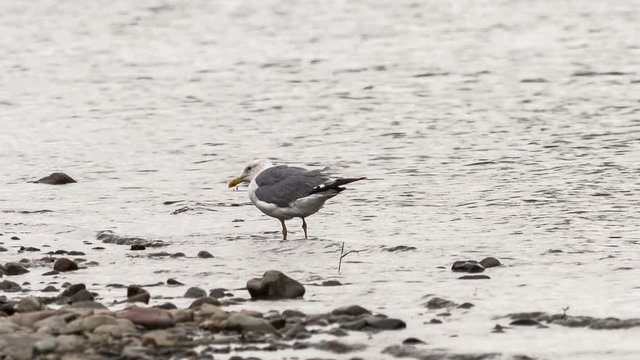 seagull walks along the river bank